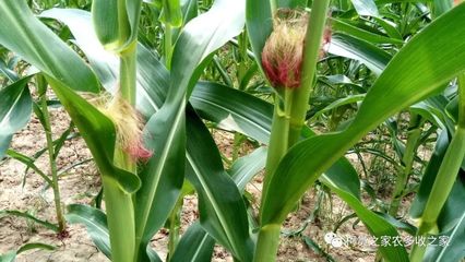 買玉米種子別犯難，掌握這幾招輕松選對好種